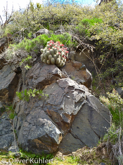 Auf dem Weg nach Crown King