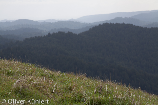 Blick in das Big Basin