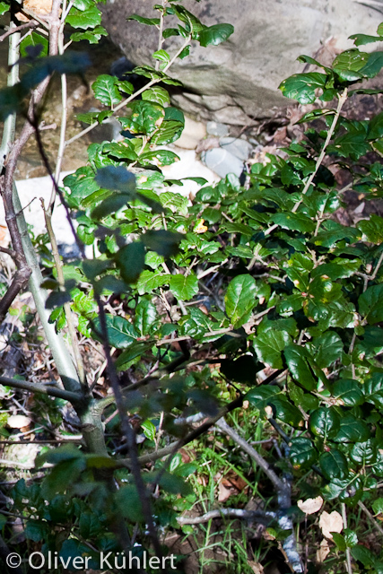 Poison Oak (Gifteiche)