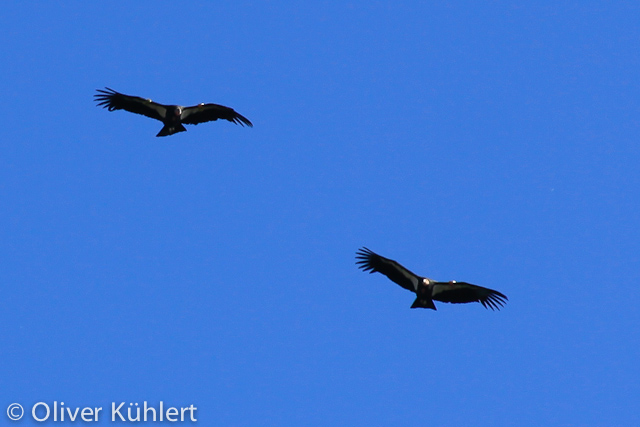 Kalifornische Kondore