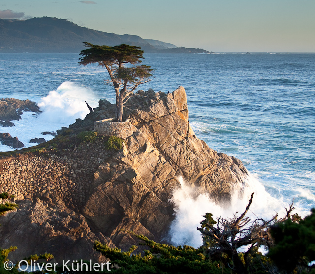 The lone Cypress