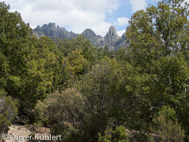 Die Eselsohren im Alta Rocca Gebirge