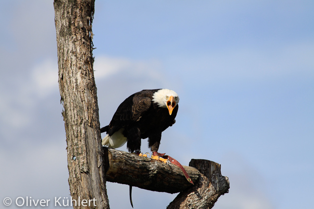 Weißkopfseeadler