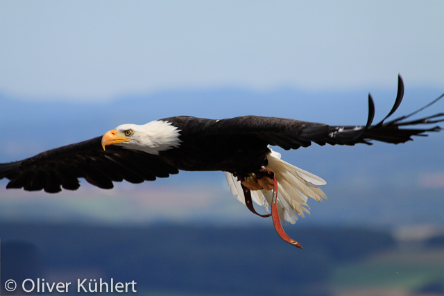 Weißkopfseeadler