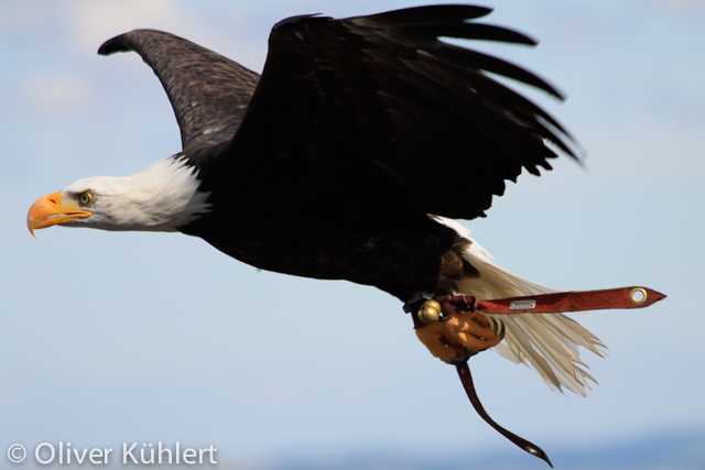 Weißkopfseeadler