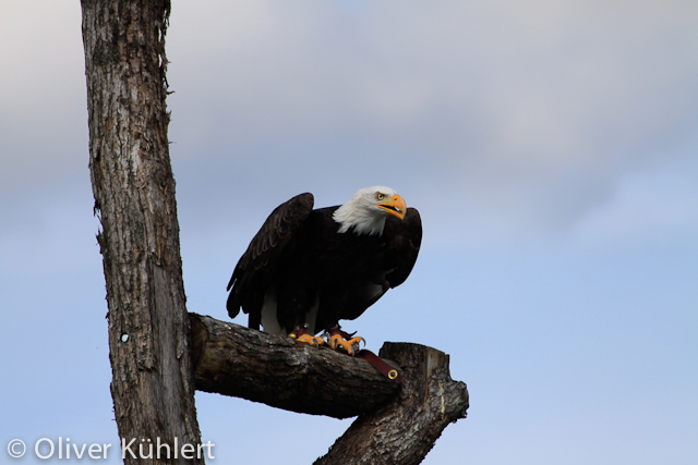 Weißkopfseeadler