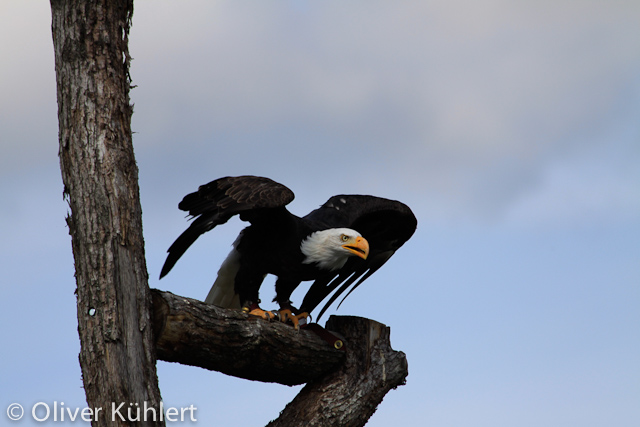 Weißkopfseeadler