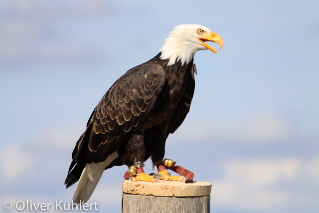 Weißkopfseeadler