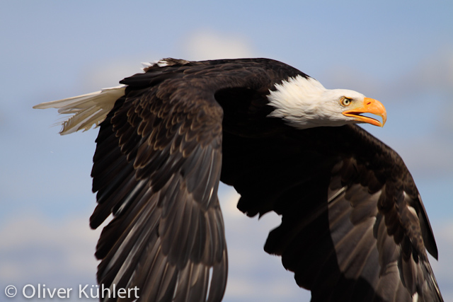 Weißkopfseeadler
