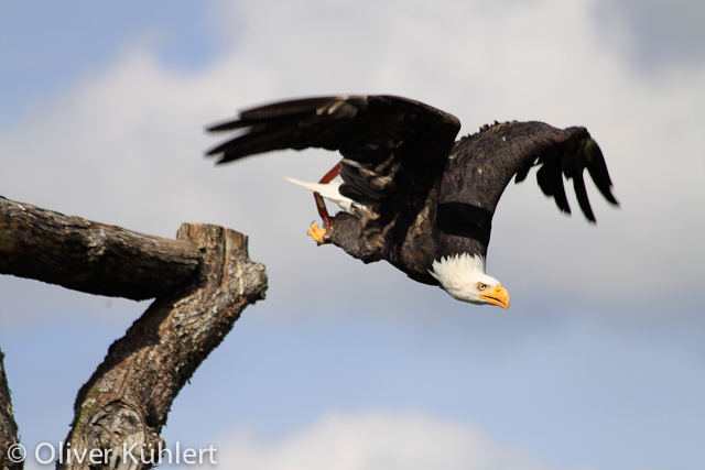 Weißkopfseeadler