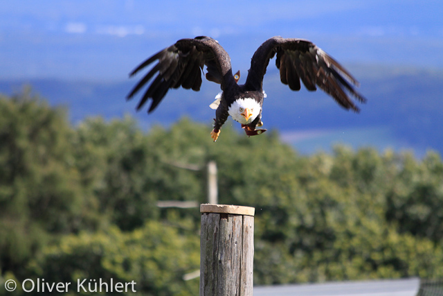 Weißkopfseeadler