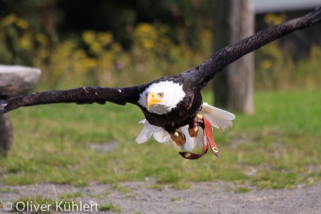 Weißkopfseeadler